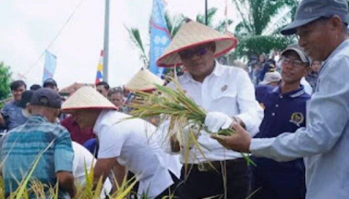 Panen Perdana Padi Varietas Inpari 32 di Pimpin Langsung Walikota Prabumulih