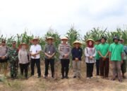 Panen Raya Jagung Serentak, Polresta Jambi Perkuat Sinergi Dukung Ketahanan Pangan Nasional