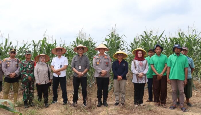 Panen Raya Jagung Serentak, Polresta Jambi Perkuat Sinergi Dukung Ketahanan Pangan Nasional