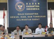 Ekspor Kratom dan Arwana Kapuas Hulu Menanjak Bahagia, Harapan Baru Petani Lokal