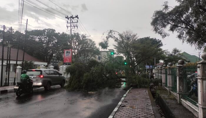 Hujan Lebat Robohkan Pohon di Halaman PN Palembang, Timpa Mobil dan Tutup Jalan Diponegoro