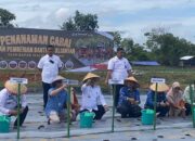 Penanaman Cabai di Lagro, Pemkot Jambi Tegaskan Komitmen Jaga Ketahanan Pangan