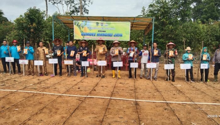 Dukung Program Ketahanan Pangan, Pemdes Sukamaju Bersama Bumdes Mandiri Jaya Tanam Jagung