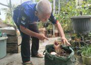 Heboohh…Diduga Bunga Raflesia Tumbuh di Palembang