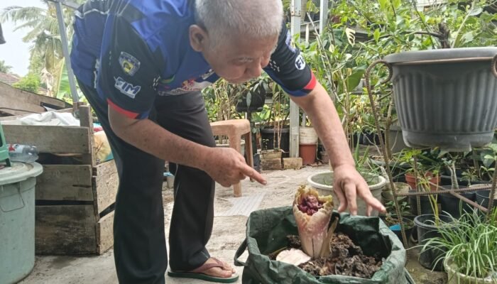 Heboohh…Diduga Bunga Raflesia Tumbuh di Palembang