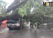 Antisipasi Pohon Tumbang, DLH Kota Malang Ajak Masyarakat Gunakan Aplikasi Eco Green Care