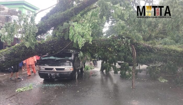 Antisipasi Pohon Tumbang, DLH Kota Malang Ajak Masyarakat Gunakan Aplikasi Eco Green Care