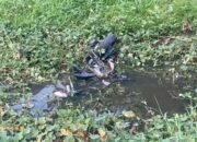 Motor VS Mobil, Pengendara dan Penumpang Motor Tewas Ditempat