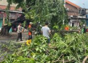Polsek Buduran Gerak Cepat Lakukan Penanganan Mobil Tertimpa Pohon Tumbang