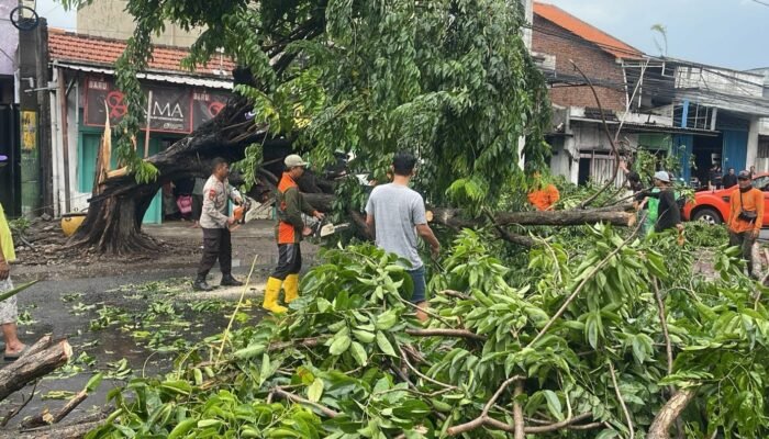 Polsek Buduran Gerak Cepat Lakukan Penanganan Mobil Tertimpa Pohon Tumbang