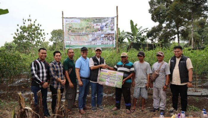 Panen Cabai dan Kerja Sama Bisnis Baru, Bukti Transformasi PETI Berjalan Sukses di Desa Darmo