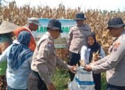 Dukung Ketahanan Pangan, Polsek Balongbendo Panen Jagung 1,5 Ton Bersama Ponpes Mambaul Ulum