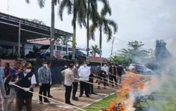 27 Kilo Gram Ganja Barang Bukti Dimusnahkan Di Polres Tanah Datar