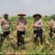 Kapolsek Wonoayu Ikut Panen Jagung Bersama Warga Simoketawang