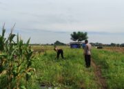 Pastikan Kesiapan Panen Raya, Polsek Tanggulangin Cek Lahan Jagung di Desa Kedensari