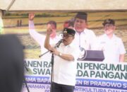 Presiden Umumkan Swasembada Pangan, Sulbar Catat Surplus Beras Hampir 70 Ribu Ton