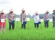 Indonesia Resmi Swasembada Pangan, Presiden Prabowo Umumkan Saat Panen Raya di Muaro Jambi