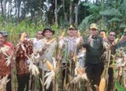 Pemkab Muba Bersama TNI–Polri Dukung Swasembada Pangan 2026, Panen Raya Jagung Serentak Digelar di Lawang Wetan