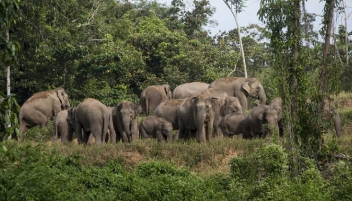 Gajah Liar Kembali Hantui Warga Tri Anggun Jaya, Kebun Rusak dan Warga Takut Beraktivitas