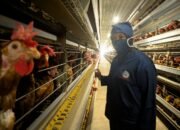 Inspiratif, Peternak Telur di Sumsel Tembus Pasar Mancanegara