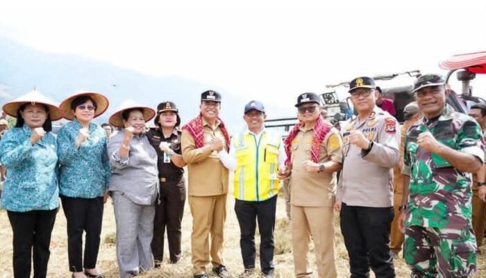 Panen Raya Padi Sawah di Kecamatan Mardingding
