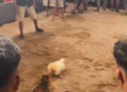 Miris! Balai Desa Sungai Lumpur OKI Alih Fungsi Jadi Arena Perjudian