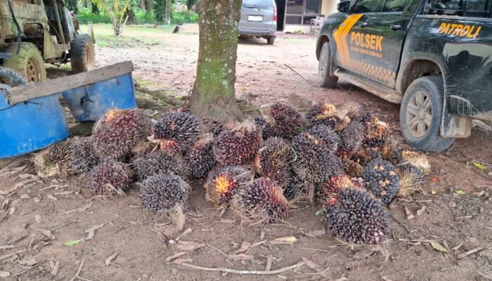 Polisi Amankan Satu Pelaku Pencurian Kelapa Sawit di Musi Rawas, Dua Lainnya Masih Buron