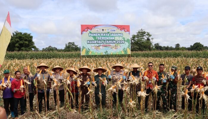 Dukung Asta Cita Presiden, Polres Kapuas Hulu Panen Raya Jagung Kuartal 1 Tahun 2026 di Embaloh Hulu