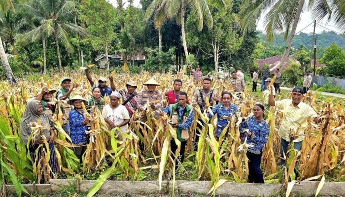 Dukung Ketahanan Pangan, Polsek Fakfak Panen Jagung Hibrida di Sejumlah Lahan Binaan