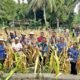 Dukung Ketahanan Pangan, Polsek Fakfak Panen Jagung Hibrida di Sejumlah Lahan Binaan