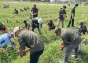 Panen Raya Bawang Merah di Kalukku, Bukti Nyata Keberhasilan Program Gubernur Sulawesi Barat