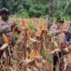 Panen 2 Hektar Jagung, Polres Fakfak Kembali Tunjukan Komitmenya Dukung Ketahanan Pangan 