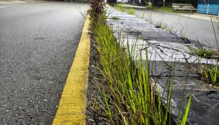 Rumput Liar di Jantung Kota: Pembatas Jalan dan Jembatan Kapuas Hulu Butuh Perhatian