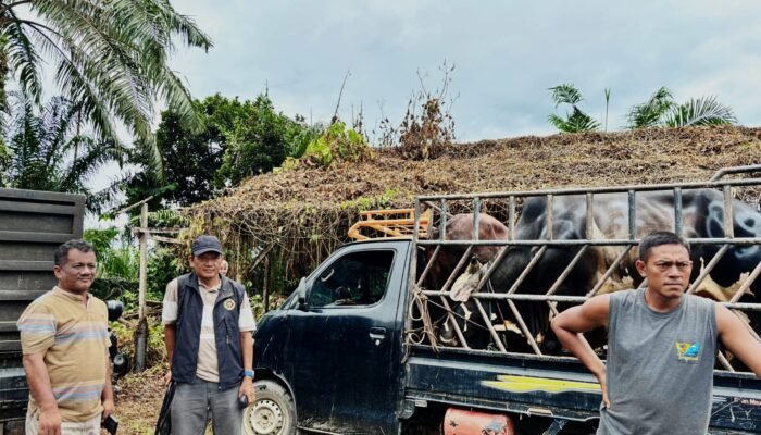 Wakil Bupati Aceh Tamiang Tinjau Penimbangan Hewan Sapi Meugang