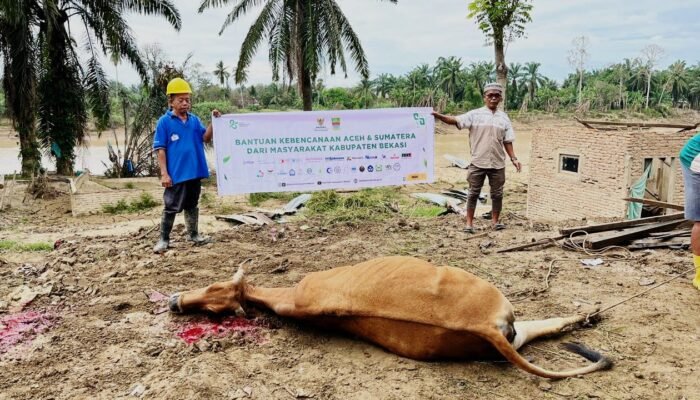 Baznas Kabupaten Bekasi Salurkan Delapan Ekor Sapi Meugang