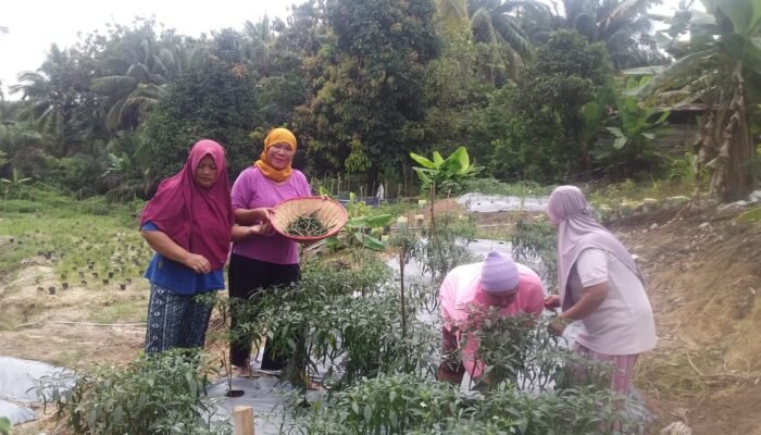 EcoGrow Mom PTBA, Wujud Nyata Pemberdayaan Perempuan Berbasis Urban Farming di Tanjung Karangan