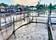 Menambal Persoalan Eceng Gondok di Belanti dengan Menumbalkan Ekosistem Hilir Sungai