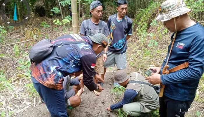 Balai Konservasi Sumber Daya Alam Sumatera Selatan dan Taman Nasional Kerinci Seblat Pastikan Warga Musi Rawas Tewas Diterkam Harimau