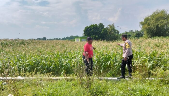 Polsek Tulangan Tindaklanjuti Instruksi Kapolresta Sidoarjo, Siapkan Lahan 0,45 hektare Dukung Ketahanan Pangan 