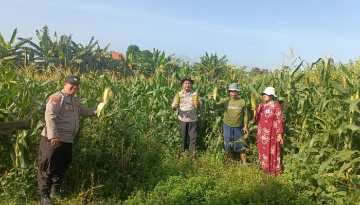 Sinergi Polsek Porong dan Petani, Capai Panen 800 Kg Jagung