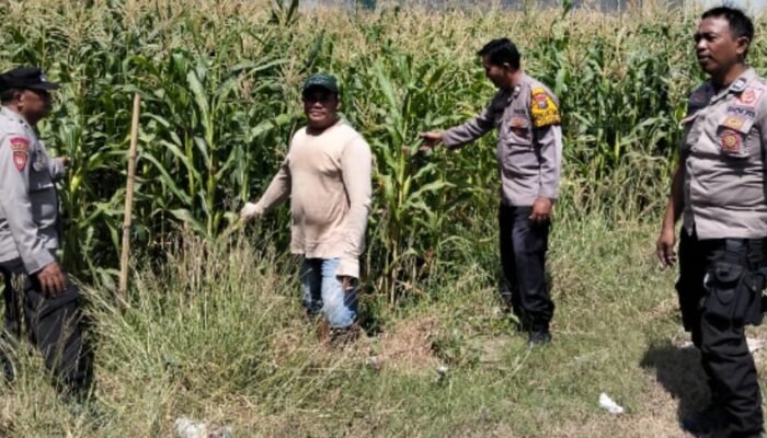 Polsek Tulangan Cek Lahan Jagung Desa Kajeksan, Dukung Swasembada Pangan