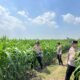 Dukung Ketahanan Pangan, Bhabinkamtibmas Polsek Krembung Cek Lahan Jagung Desa Wonomlati