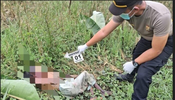 Mayat Perempuan Membusuk Ditemukan di Pinggir Sawah Banyuasin, Diduga ODGJ