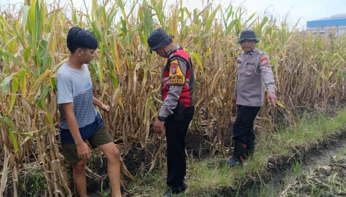 Dukung Swasembada Pangan 2026, Polsek Balongbendo Cek Lahan Jagung Siap Panen Awal April