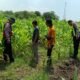 Sinergi Polri dan Petani Dorong Swasembada Pangan di Balongbendo
