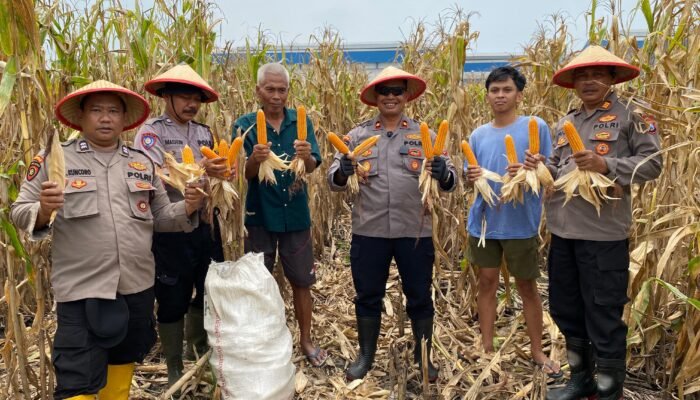 Dukung Ketahanan Pangan, Polsek Balongbendo Panen Jagung di Desa Wonokupang