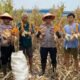 Dukung Ketahanan Pangan, Polsek Balongbendo Panen Jagung di Desa Wonokupang