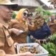 Kunjungi Wisata Petik Buah, Wabup Mimik Idayana: Klengkeng Ini Rasanya Manis, Dagingnya Tebal dan Bijinya Kecil, Harus Dibudidayakan