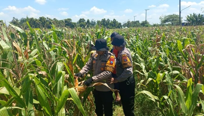 Polsek Balongbendo Cek Lahan Jagung Siap Panen Desa Singkalan, Dukung Swasembada Pangan