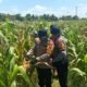 Polsek Balongbendo Cek Lahan Jagung Siap Panen Desa Singkalan, Dukung Swasembada Pangan